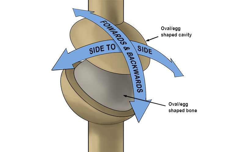 This condyloid joint below only allows forward and backward and also side to side movement. The condyloid joint is biaxial i.e. it moves in two planes